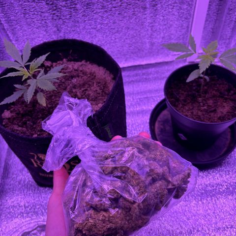 Gelato CBD growlog photo: 🇷🇪