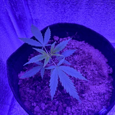 Gelato CBD growlog timeline photo