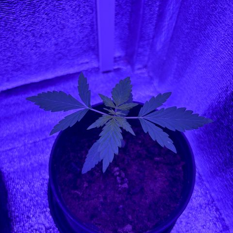 The Real Q1 growlog timeline photo