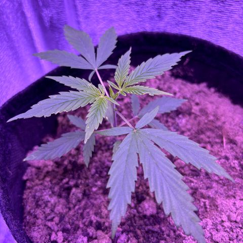 Gelato CBD growlog timeline photo