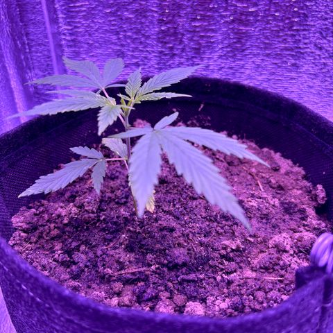 Gelato CBD growlog timeline photo