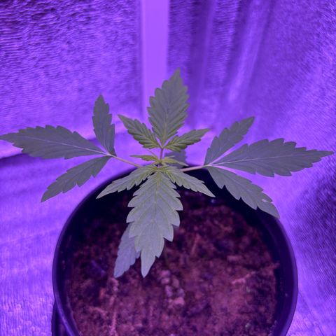 The Real Q1 growlog timeline photo