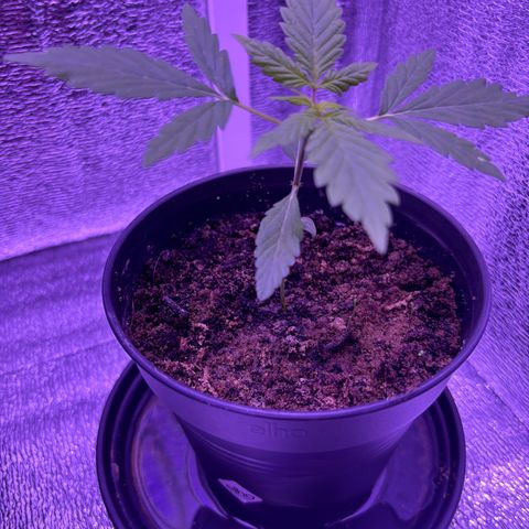 The Real Q1 growlog timeline photo