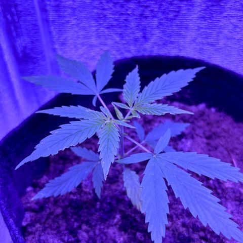 Gelato CBD growlog timeline photo