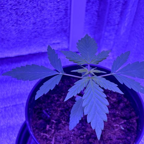 The Real Q1 growlog timeline photo