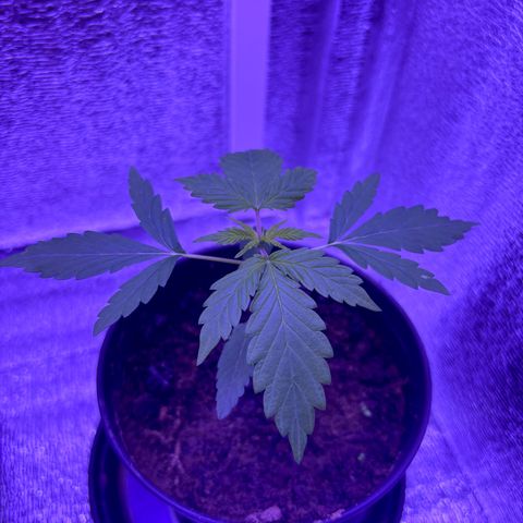 The Real Q1 growlog timeline photo
