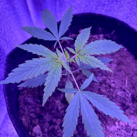 Gelato CBD growlog timeline photo