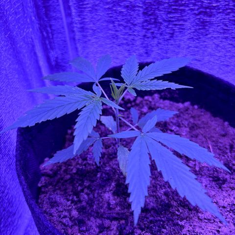 Gelato CBD growlog timeline photo