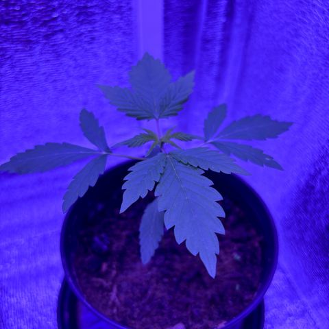 The Real Q1 growlog timeline photo
