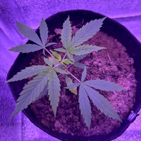 Gelato CBD growlog timeline photo