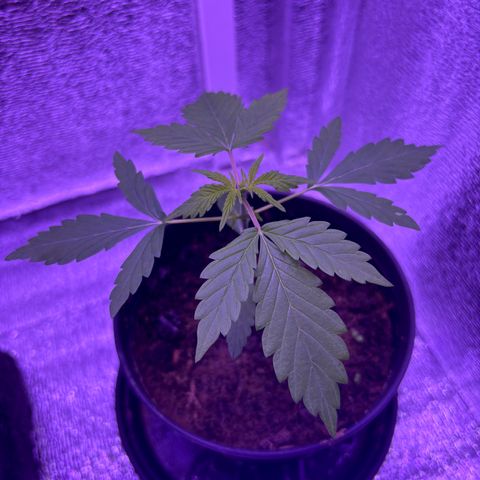Gelato CBD growlog timeline photo