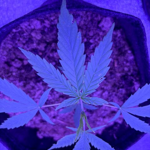 Gelato CBD growlog timeline photo