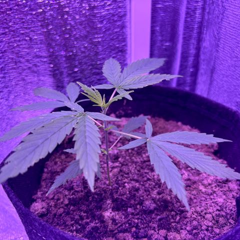 Gelato CBD growlog timeline photo