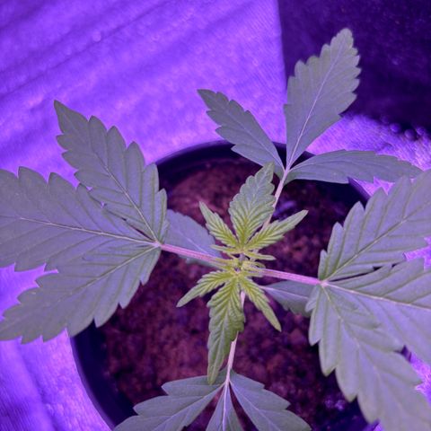 The Real Q1 growlog timeline photo