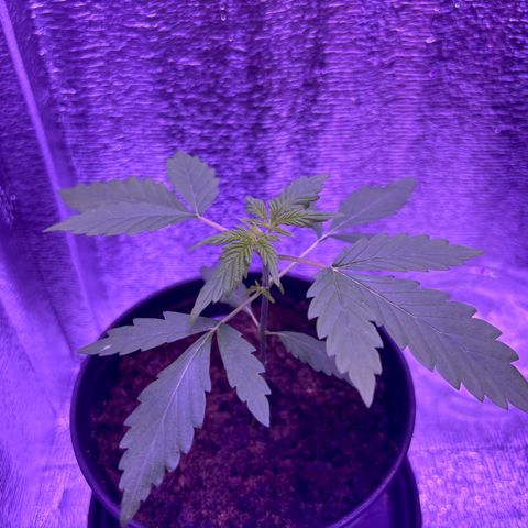 The Real Q1 growlog timeline photo