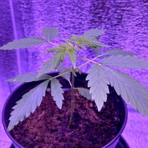 The Real Q1 growlog timeline photo