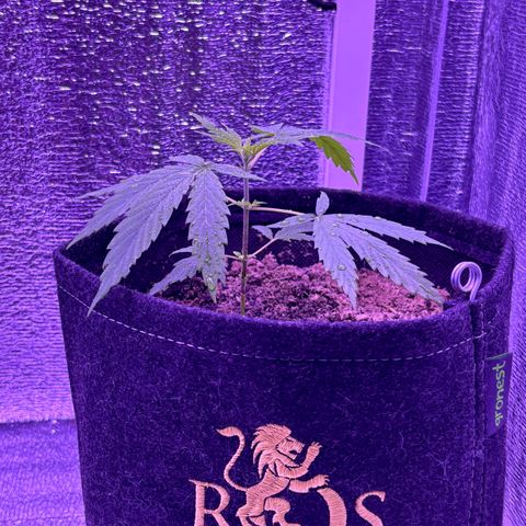 Gelato CBD growlog timeline photo