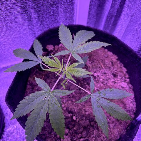 Gelato CBD growlog timeline photo