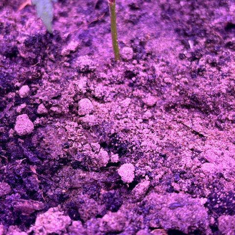 Gelato CBD growlog timeline photo
