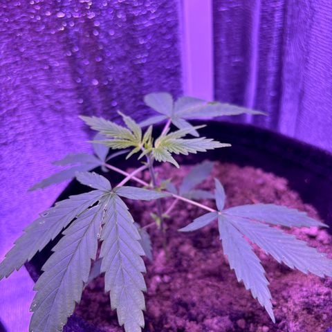 Gelato CBD growlog timeline photo