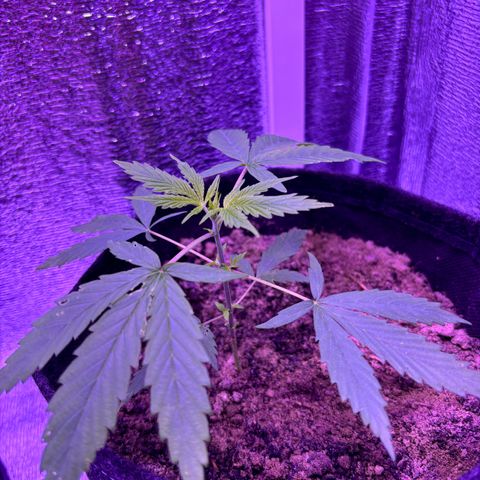 Gelato CBD growlog timeline photo