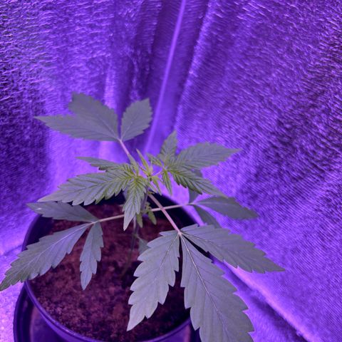 The Real Q1 growlog timeline photo