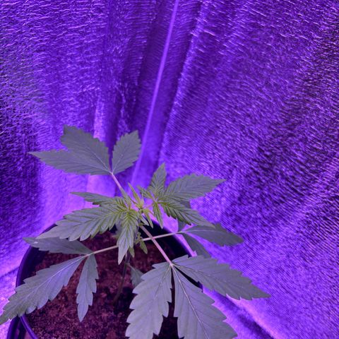 The Real Q1 growlog timeline photo