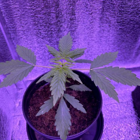 The Real Q1 growlog timeline photo