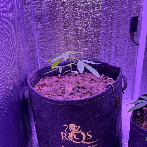 The Real Q1 growlog timeline photo