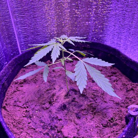 The Real Q1 growlog timeline photo