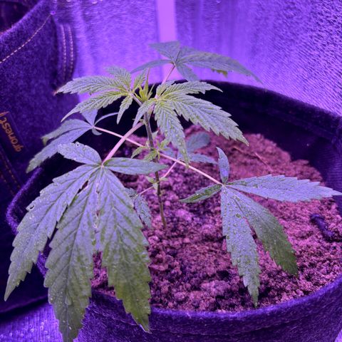 Gelato CBD growlog timeline photo
