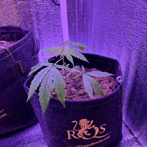 Gelato CBD growlog timeline photo