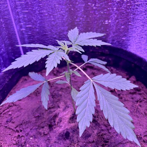 The Real Q1 growlog timeline photo