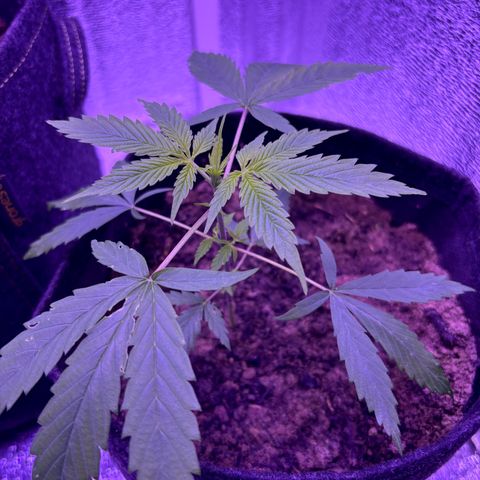 Gelato CBD growlog timeline photo