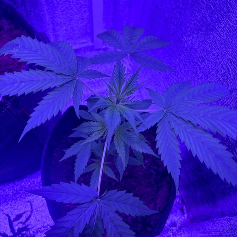 Gelato CBD growlog timeline photo
