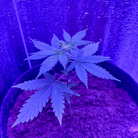 The Real Q1 growlog timeline photo