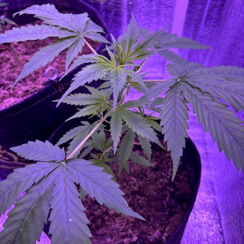 Gelato CBD growlog timeline photo