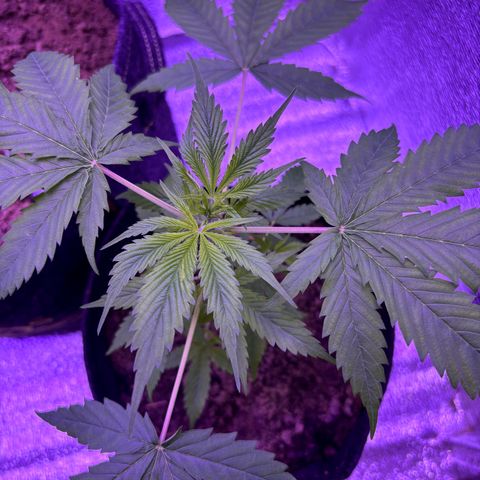 Gelato CBD growlog timeline photo