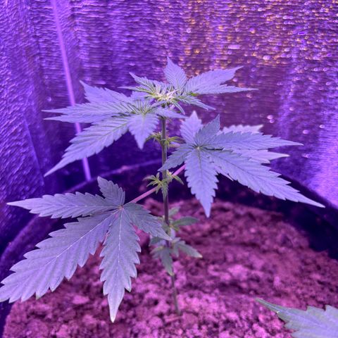 The Real Q1 growlog timeline photo