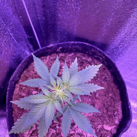 The Real Q1 growlog timeline photo
