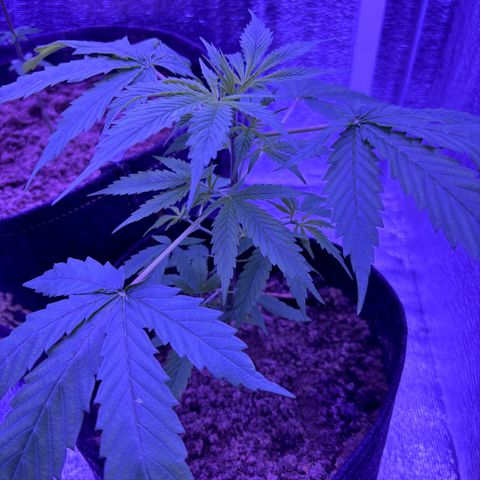 Gelato CBD growlog timeline photo