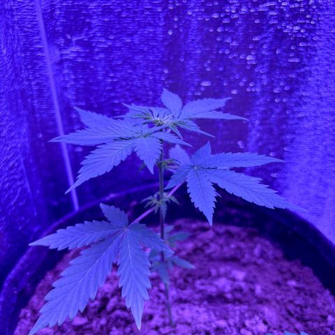 The Real Q1 growlog timeline photo