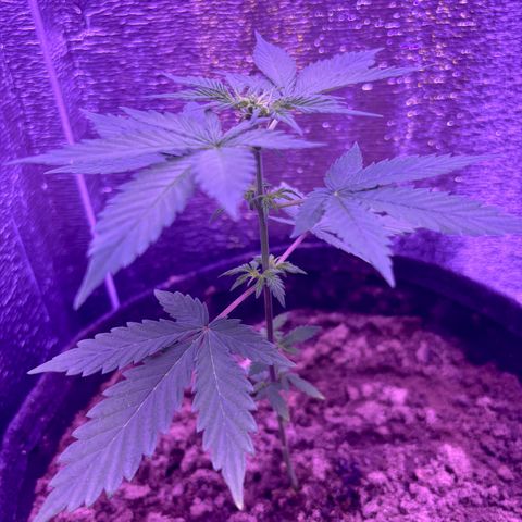 The Real Q1 growlog timeline photo