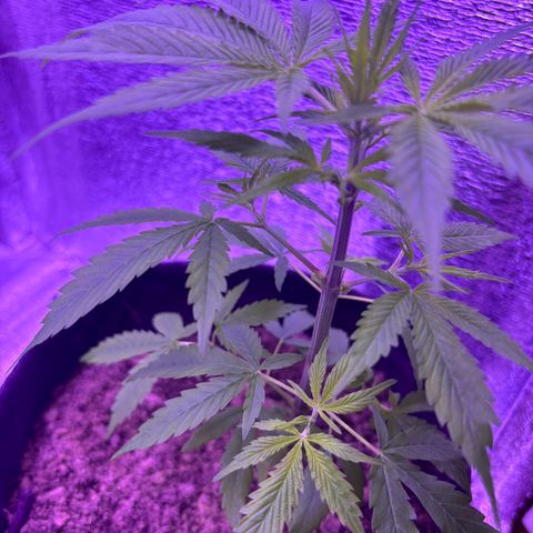Gelato CBD growlog timeline photo