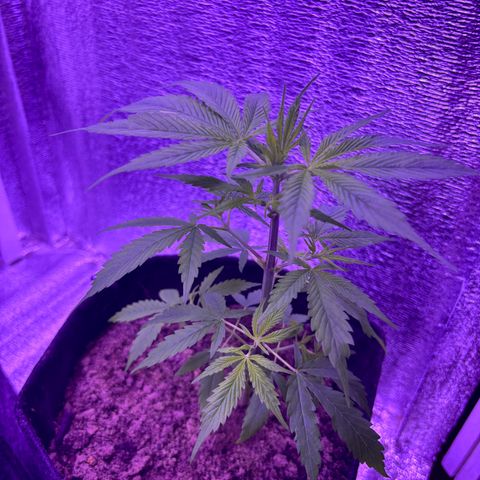 Gelato CBD growlog timeline photo
