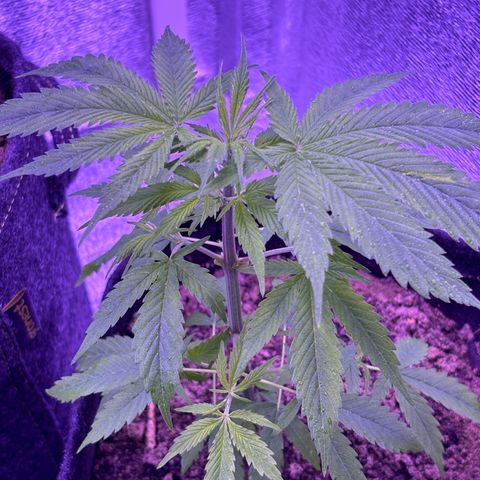 Gelato CBD growlog timeline photo