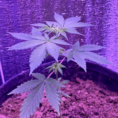 The Real Q1 growlog timeline photo
