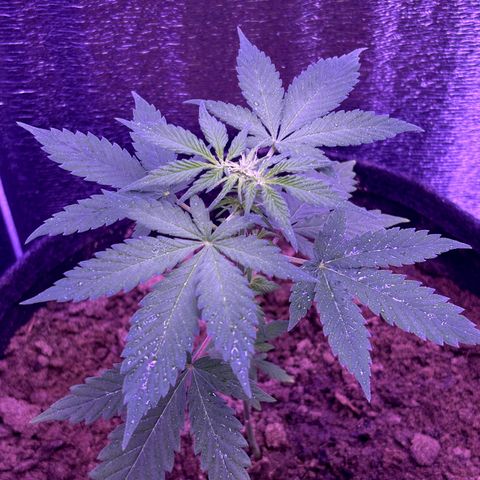 The Real Q1 growlog timeline photo