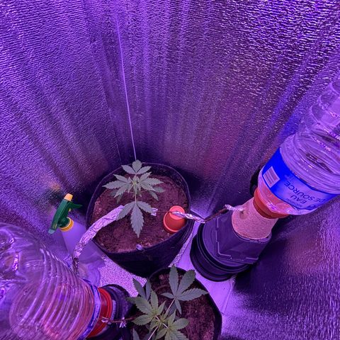 Gelato CBD growlog timeline photo