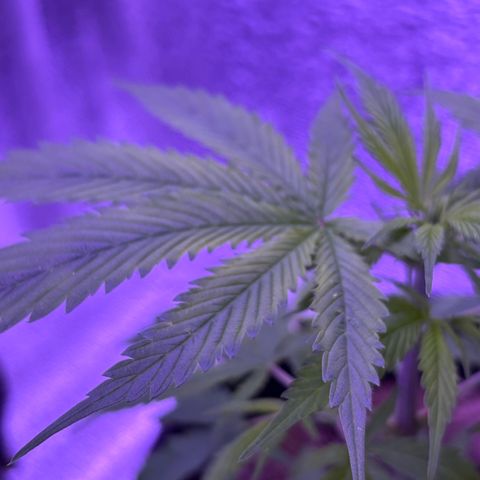 Gelato CBD growlog timeline photo